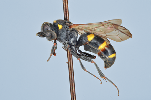 Nysson trimaculatus